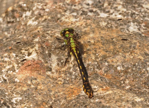 Female
26 May 2013  Jackson, NC
